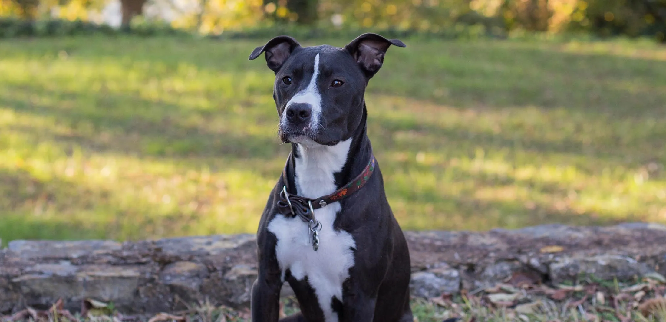 A handsome black-and-white dog sitting in golden afternoon light on a Chattanooga stone wall