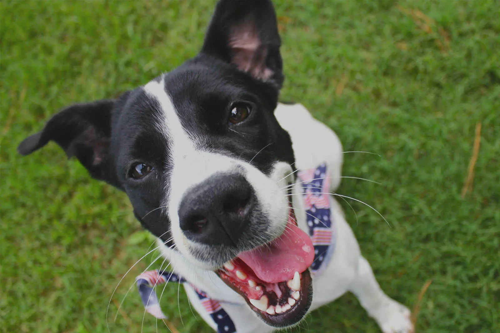 A happy black-and-white Happy Hound pup in a flag bandana, grinning on the grass in Chattanooga