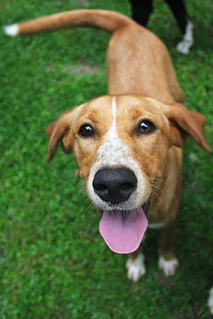 A golden hound with a big smile and tongue out