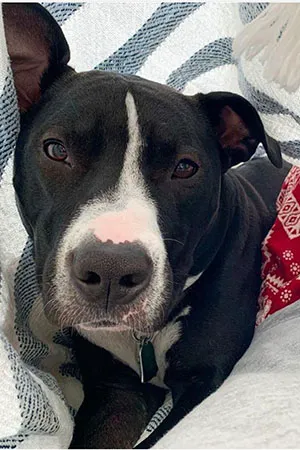 A black-and-white pittie cozy on the couch
