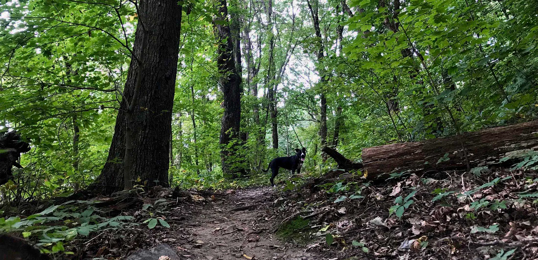Pack Hikes with Happy Hound Pet Sitting in Chattanooga
